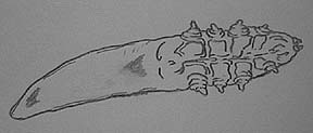 Schematische Zeichnung einer Demodexmilbe: Rechts im Bild der Kopf und die 4 Beinpaare, links der lange Rumpf