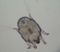 Mikroskopisches Bild einer Ohrmilbe (Otodectes cynotis)