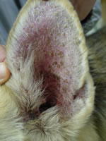 Krusten an der Ohrmuschel bei einem Hund mit Pemphigus foliaceus